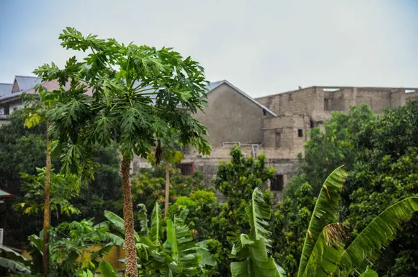 Un quartier de Kinshasa entouré de végétation.
